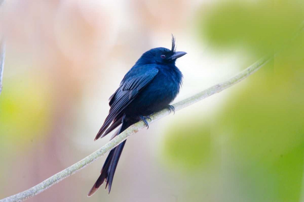 Madagascar Crested drongo perched on limb